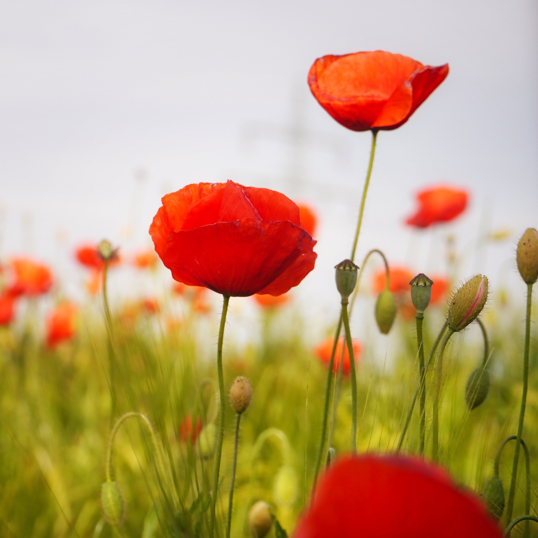 anzac-day-trading-hours-2024-wollongong-central